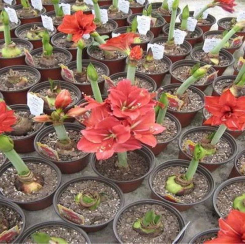 进口朱顶红种球超大特大重瓣带花盆栽花卉室内外阳台庭院植物