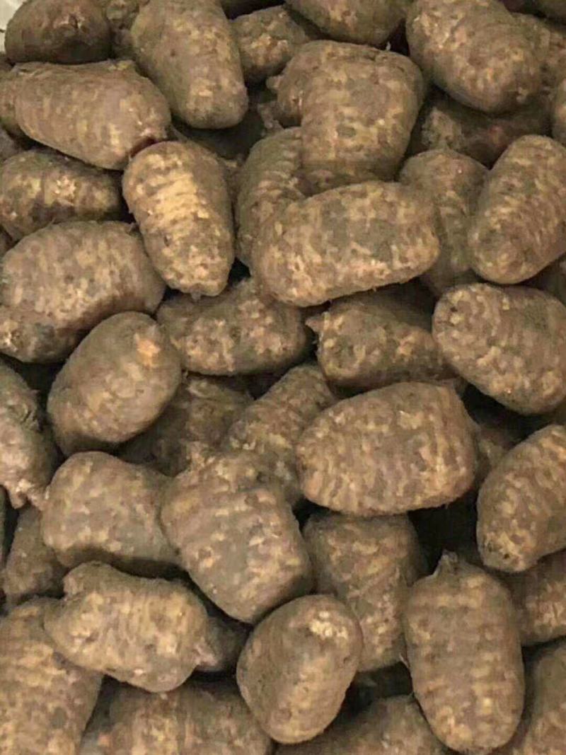 天麻，正宗小草坝天麻，产地直发，长期鲜货量大从优