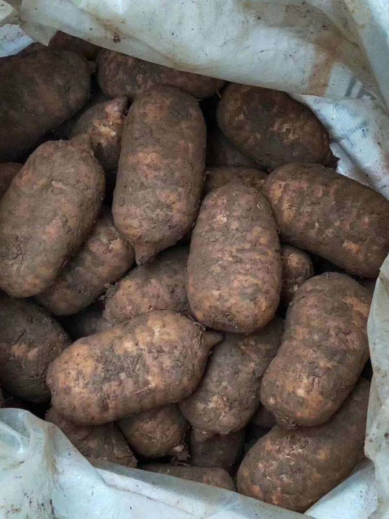 天麻，正宗小草坝天麻，产地直发，长期鲜货量大从优