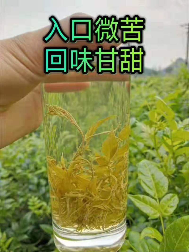 湖南省张家界市永定区罗塔坪乡原产地莓茶