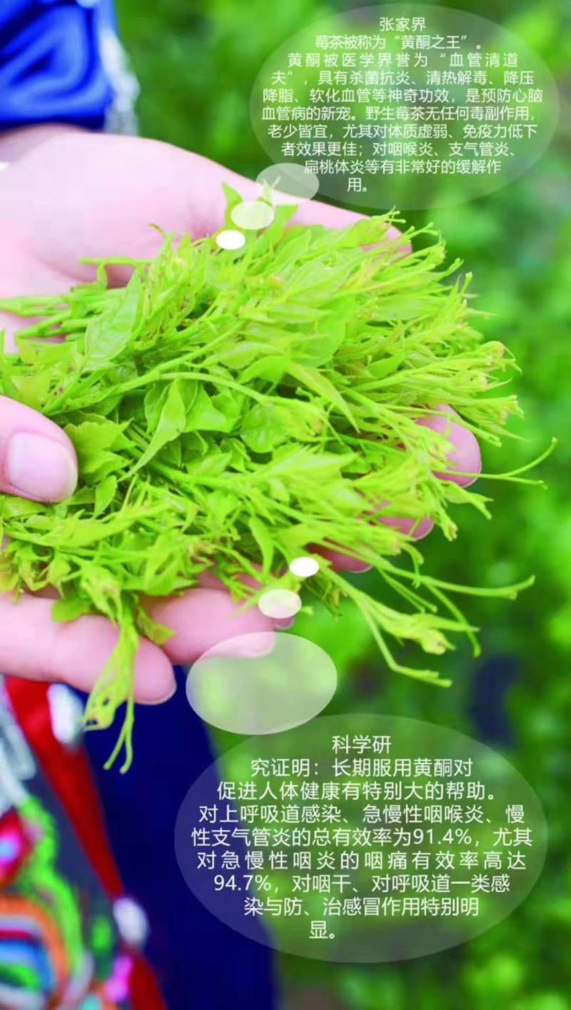 湖南省张家界市永定区罗塔坪乡原产地莓茶
