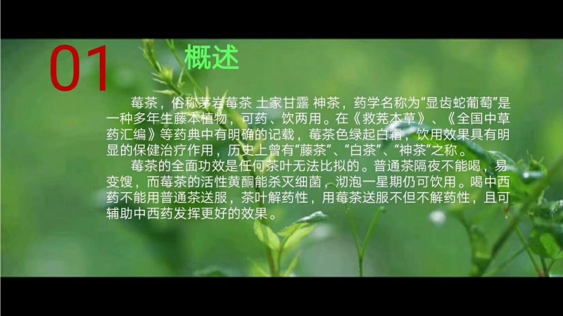 湖南省张家界市永定区罗塔坪乡原产地莓茶