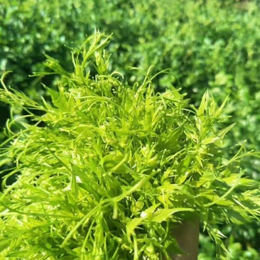 湖南省张家界市永定区罗塔坪乡原产地莓茶