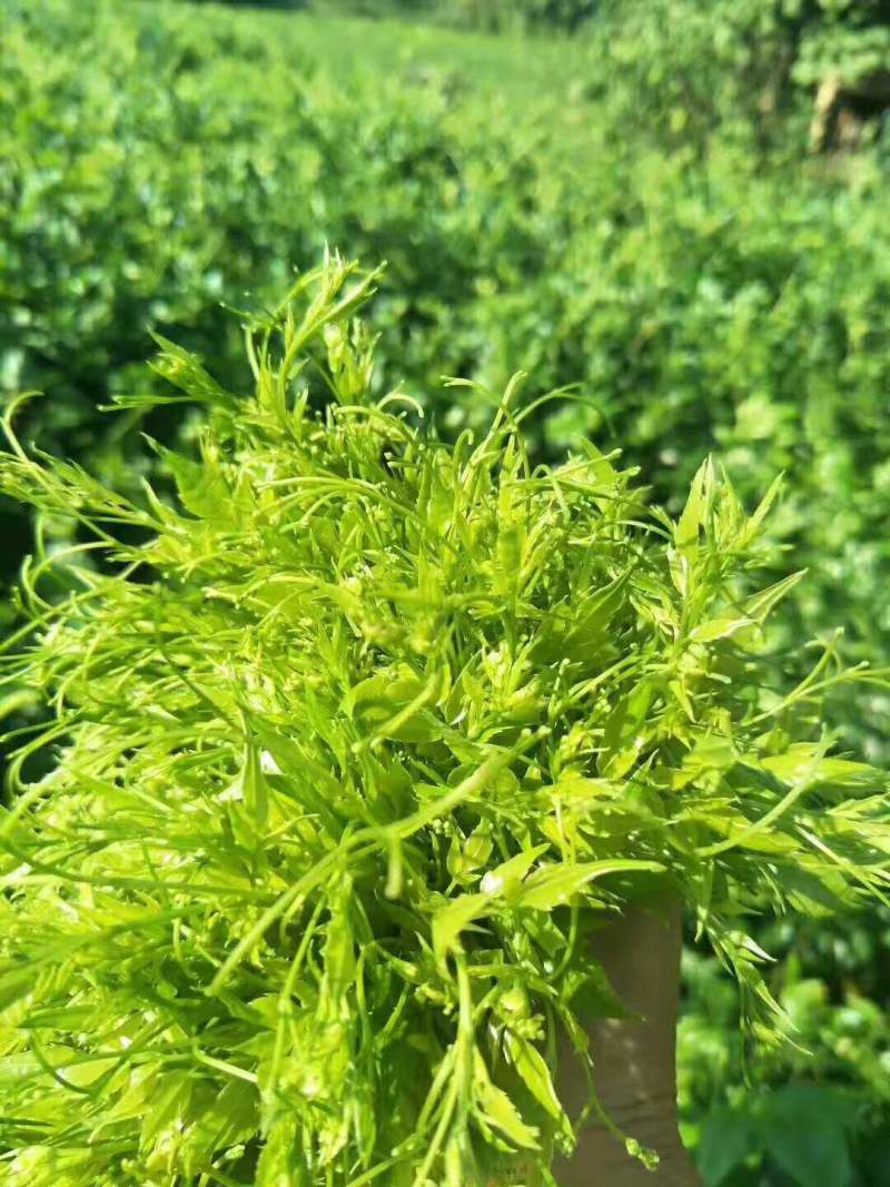湖南省张家界市永定区罗塔坪乡原产地莓茶