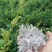 湖南省张家界市永定区罗塔坪乡原产地莓茶