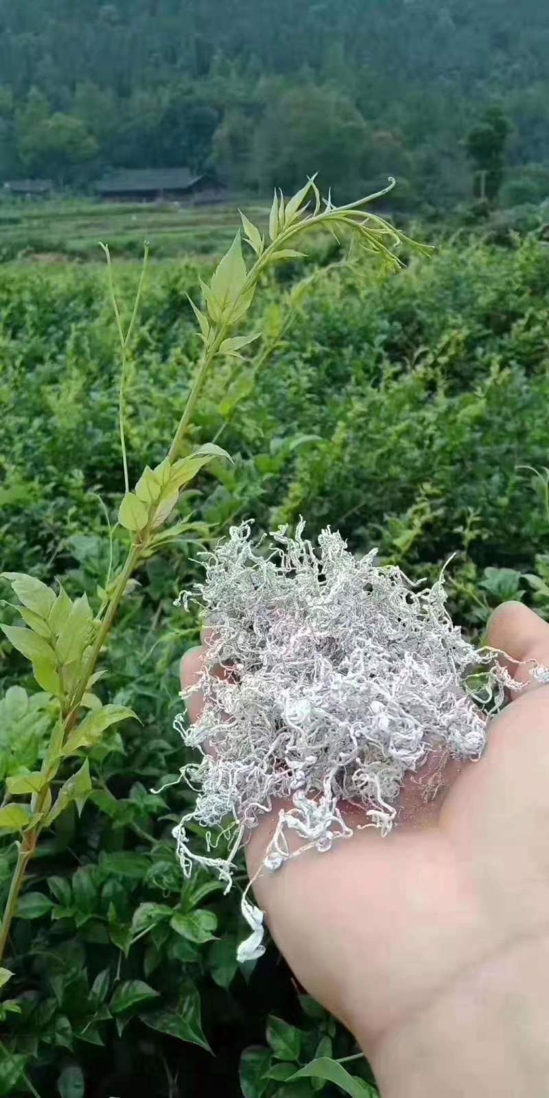 湖南省张家界市永定区罗塔坪乡原产地莓茶