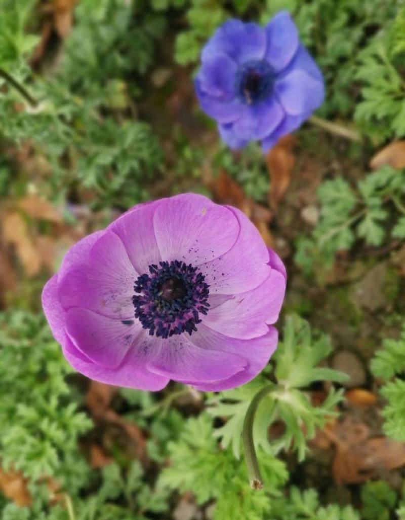银莲花种球好养活荷兰室内阳台四季耐寒盆栽地栽球根花卉