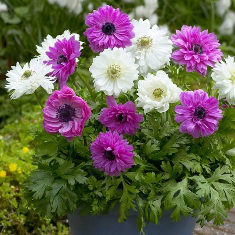 银莲花种球好养活荷兰室内阳台四季耐寒盆栽地栽球根花卉