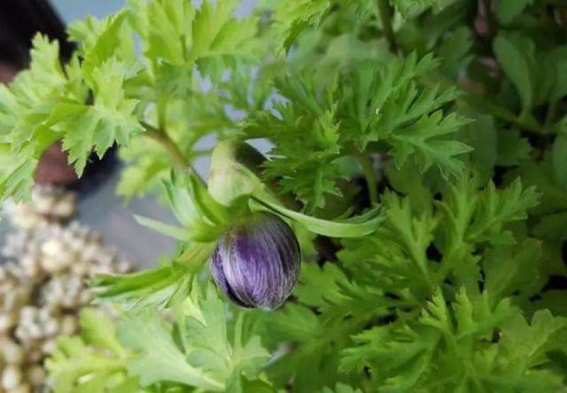 银莲花种球好养活荷兰室内阳台四季耐寒盆栽地栽球根花卉