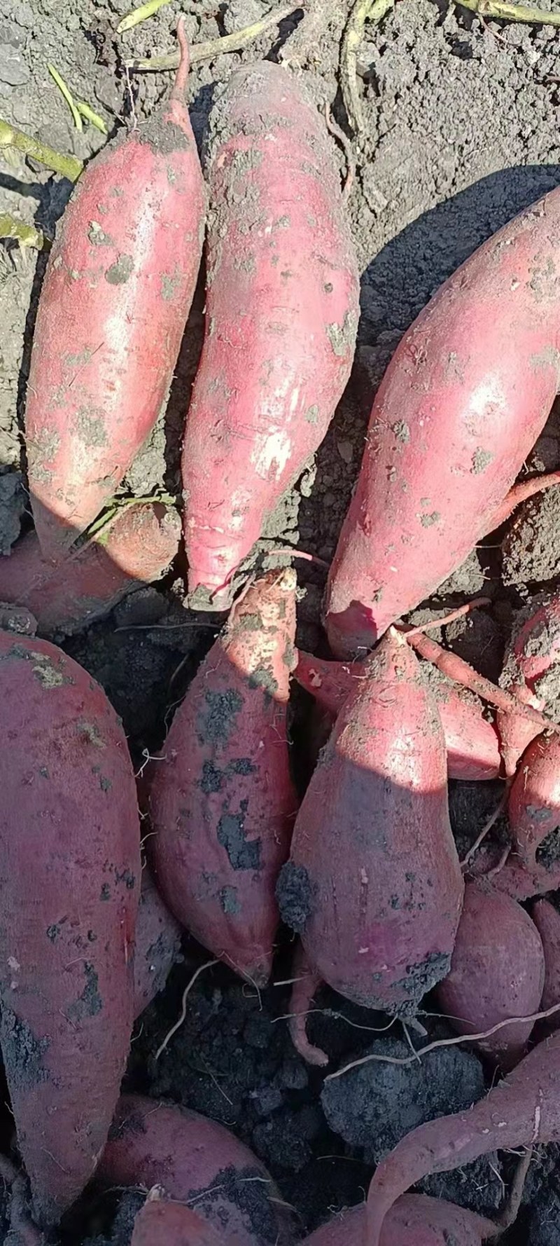 西瓜红薯，大量上市，三两起步，无沟无眼，市场精品