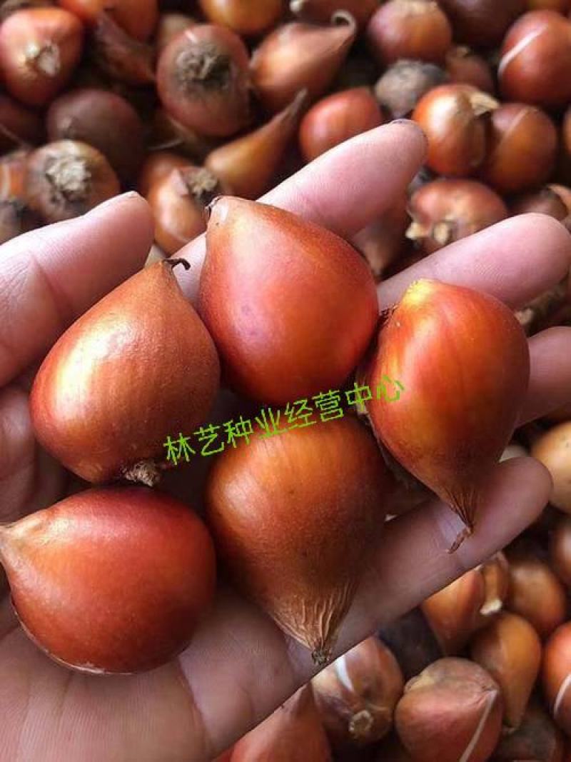 荷兰进口郁金香种球多年生盆栽球根郁金香种子室外庭院
