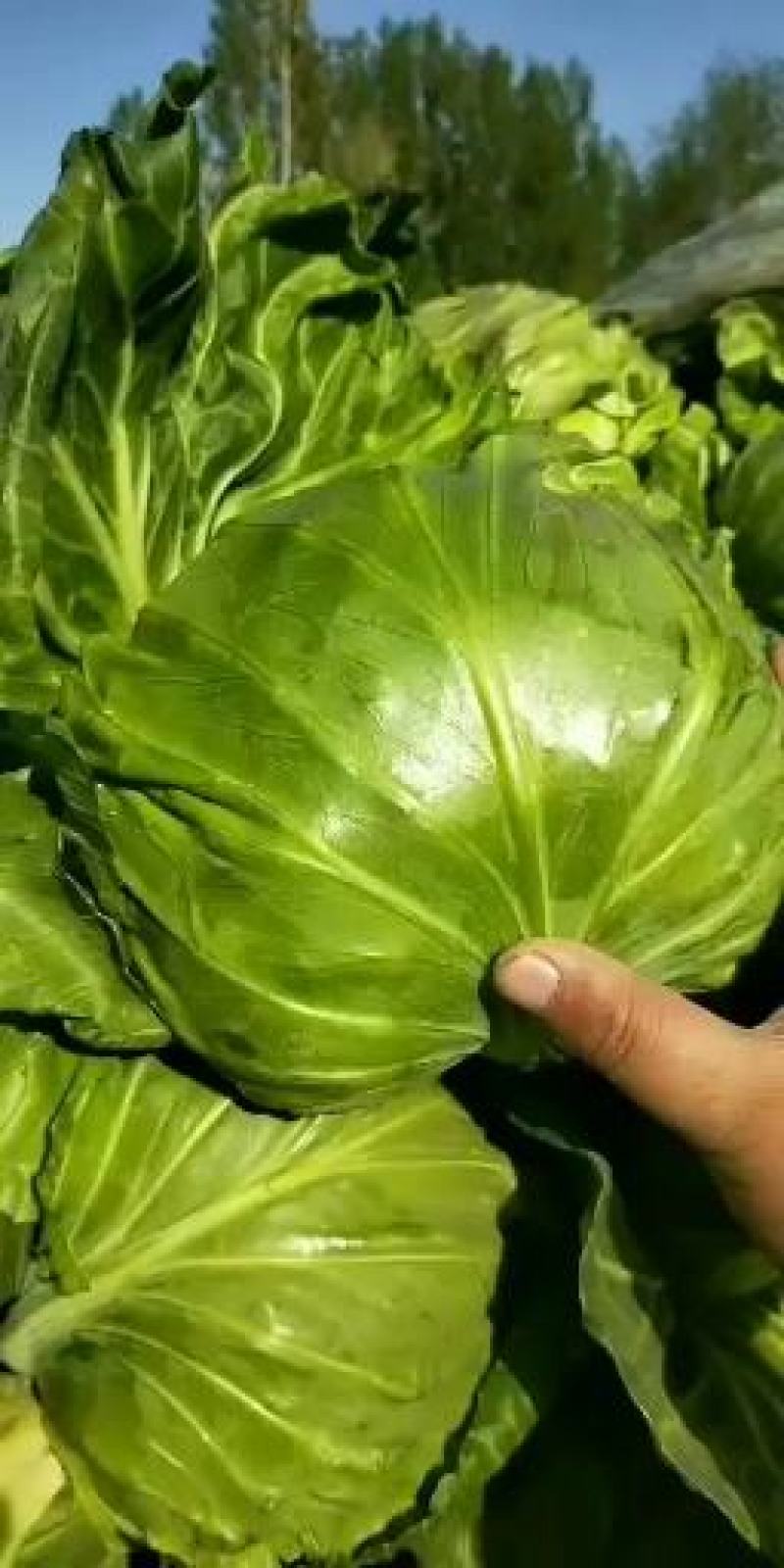 中甘56精品甘蓝大量上市需要的联系我