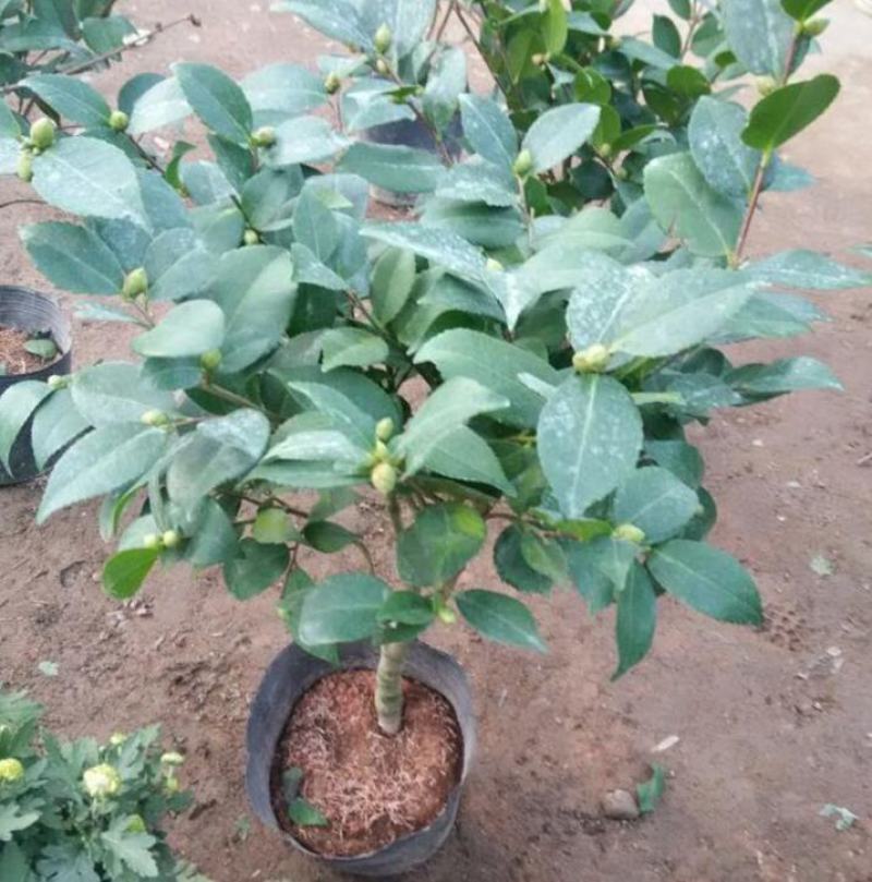 浓香茶花盆栽带花苞香妃四季茶花树苗室内外阳台庭院种植观赏