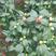 浓香茶花盆栽带花苞香妃四季茶花树苗室内外阳台庭院种植观赏