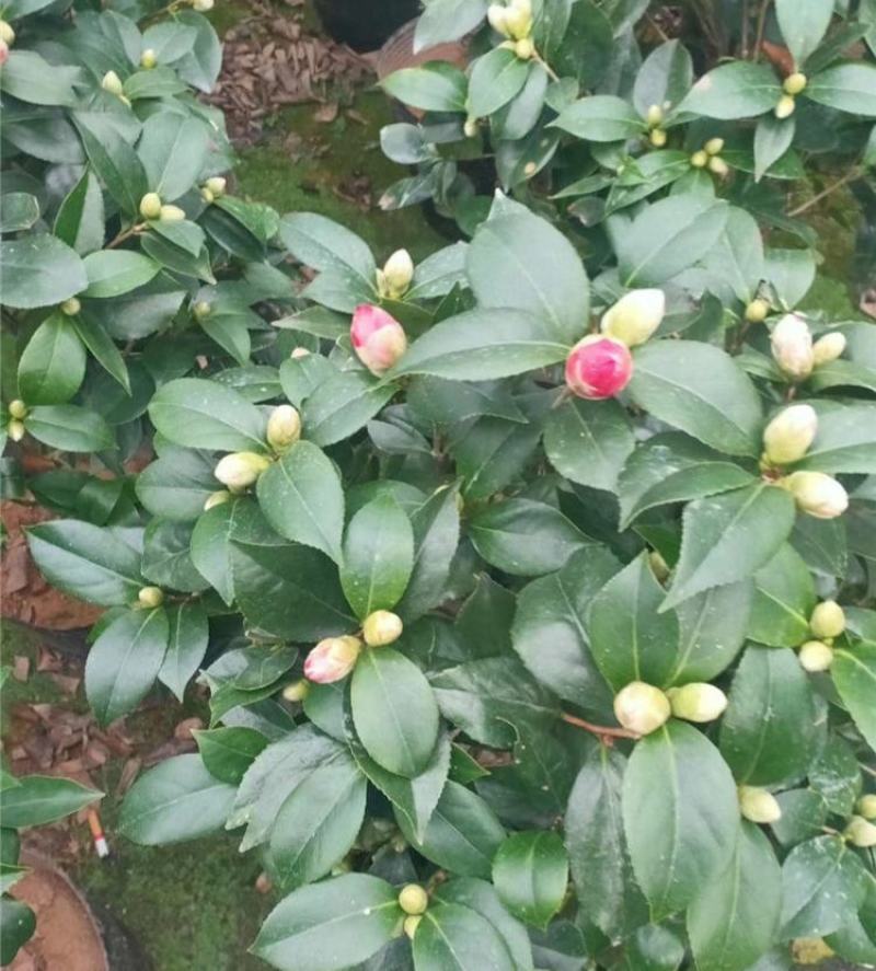 浓香茶花盆栽带花苞香妃四季茶花树苗室内外阳台庭院种植观赏