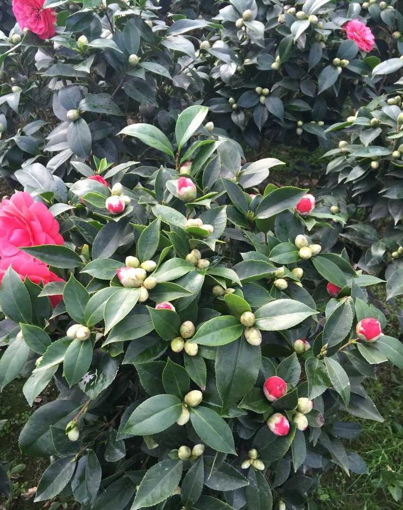 浓香茶花盆栽带花苞香妃四季茶花树苗室内外阳台庭院种植观赏