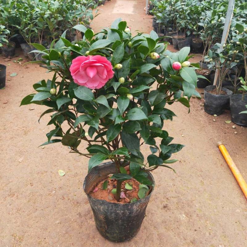 浓香茶花盆栽带花苞香妃四季茶花树苗室内外阳台庭院种植观赏