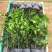 浓香茶花盆栽带花苞香妃四季茶花树苗室内外阳台庭院种植观赏
