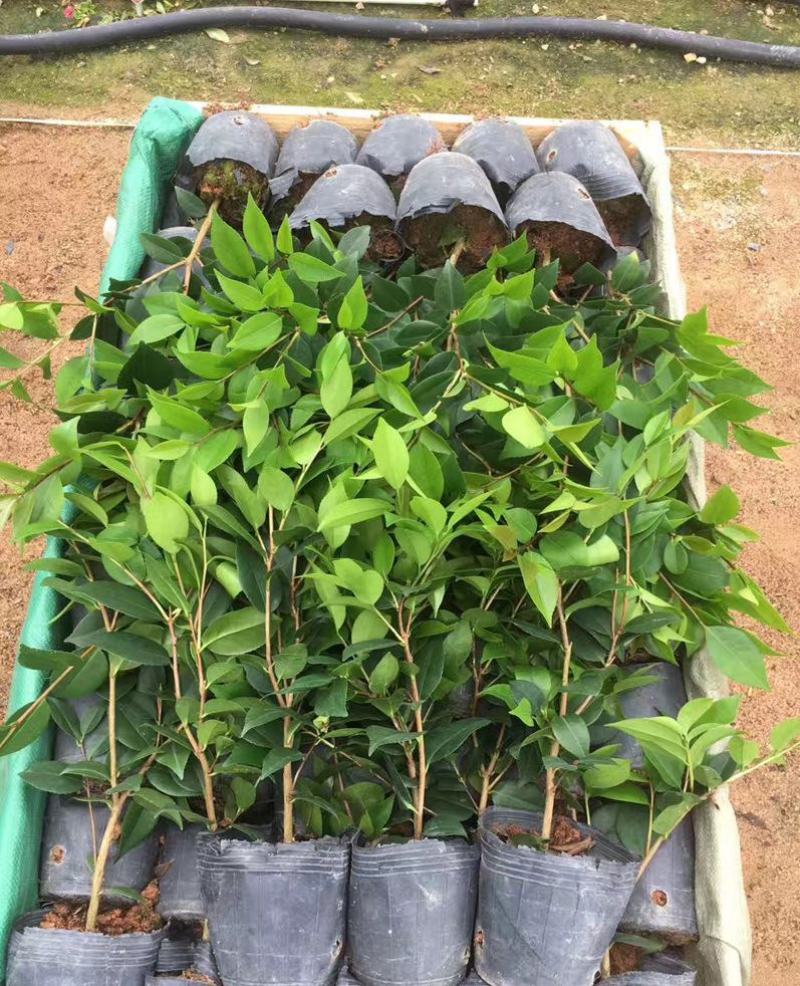 浓香茶花盆栽带花苞香妃四季茶花树苗室内外阳台庭院种植观赏