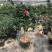 浓香茶花盆栽带花苞香妃四季茶花树苗室内外阳台庭院种植观赏