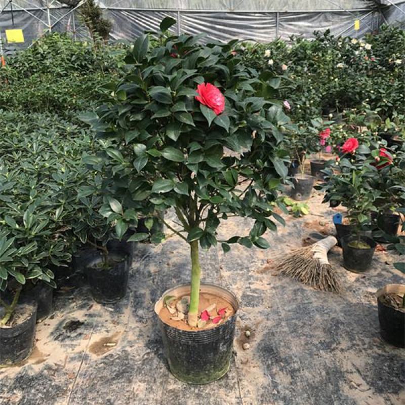 浓香茶花盆栽带花苞香妃四季茶花树苗室内外阳台庭院种植观赏