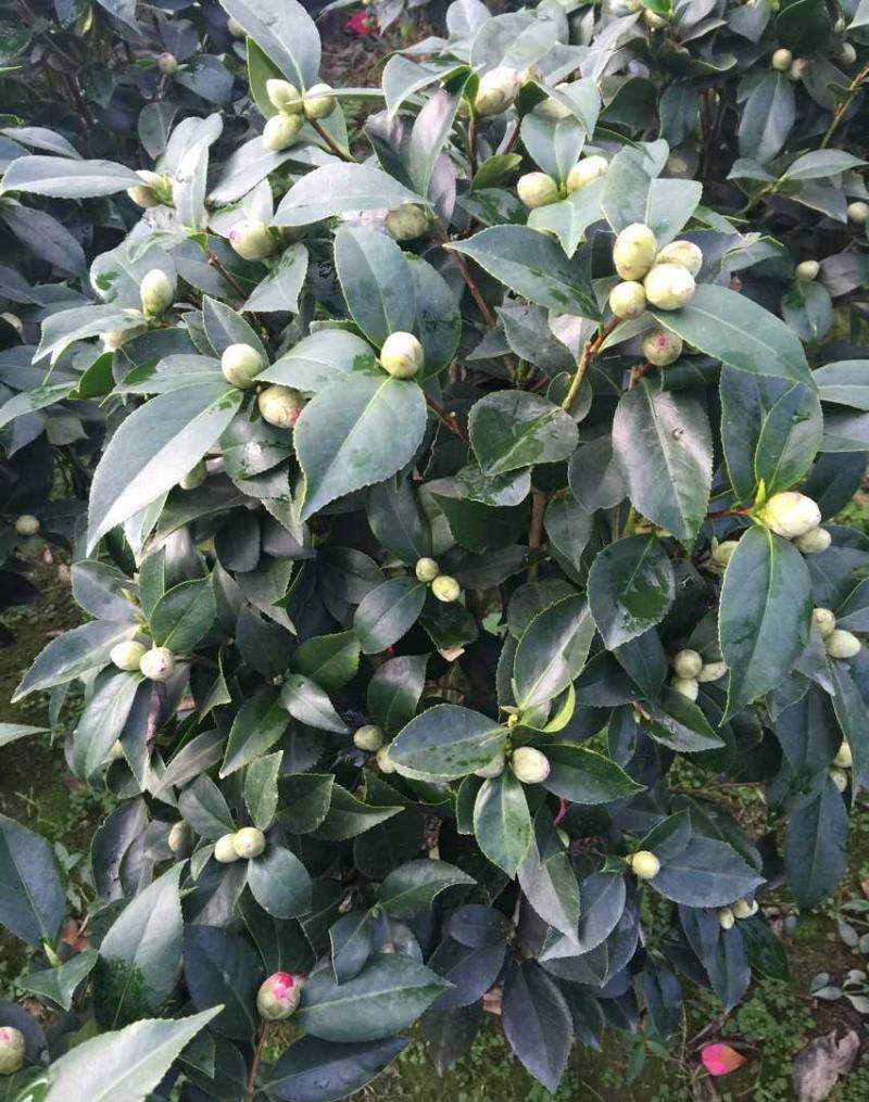 浓香茶花盆栽带花苞香妃四季茶花树苗室内外阳台庭院种植观赏