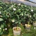 浓香茶花盆栽带花苞香妃四季茶花树苗室内外阳台庭院种植观赏