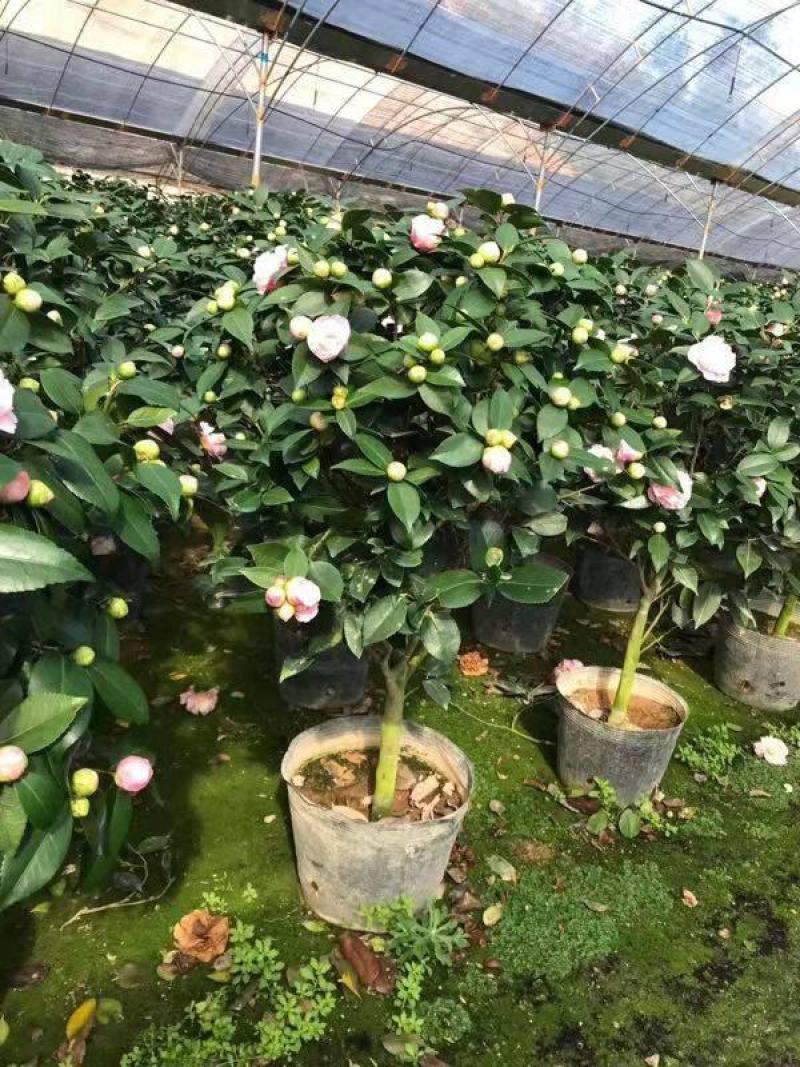 浓香茶花盆栽带花苞香妃四季茶花树苗室内外阳台庭院种植观赏