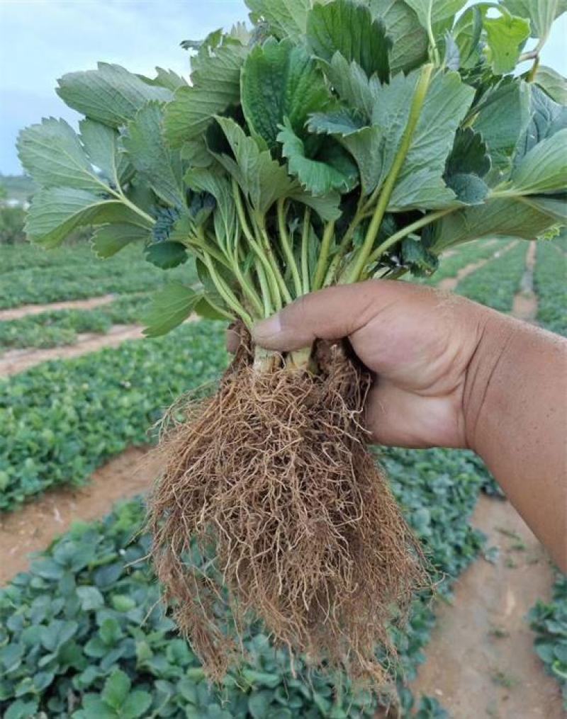 四季草莓苗南北方当年结果树苗红颜奶油章姬草莓苗种植
