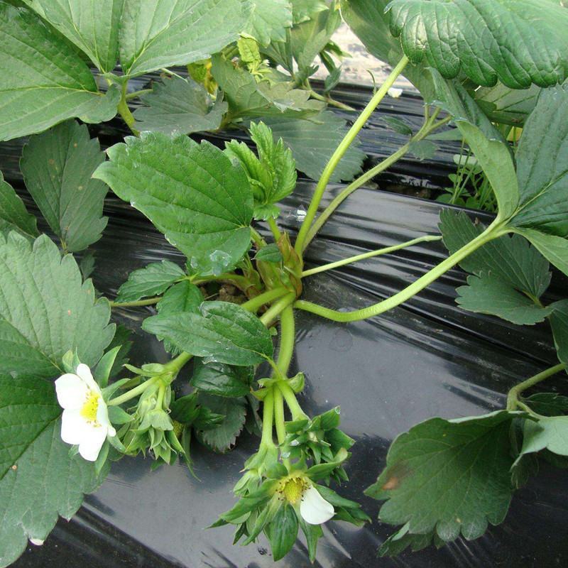 四季草莓苗南北方当年结果树苗红颜奶油章姬草莓苗种植