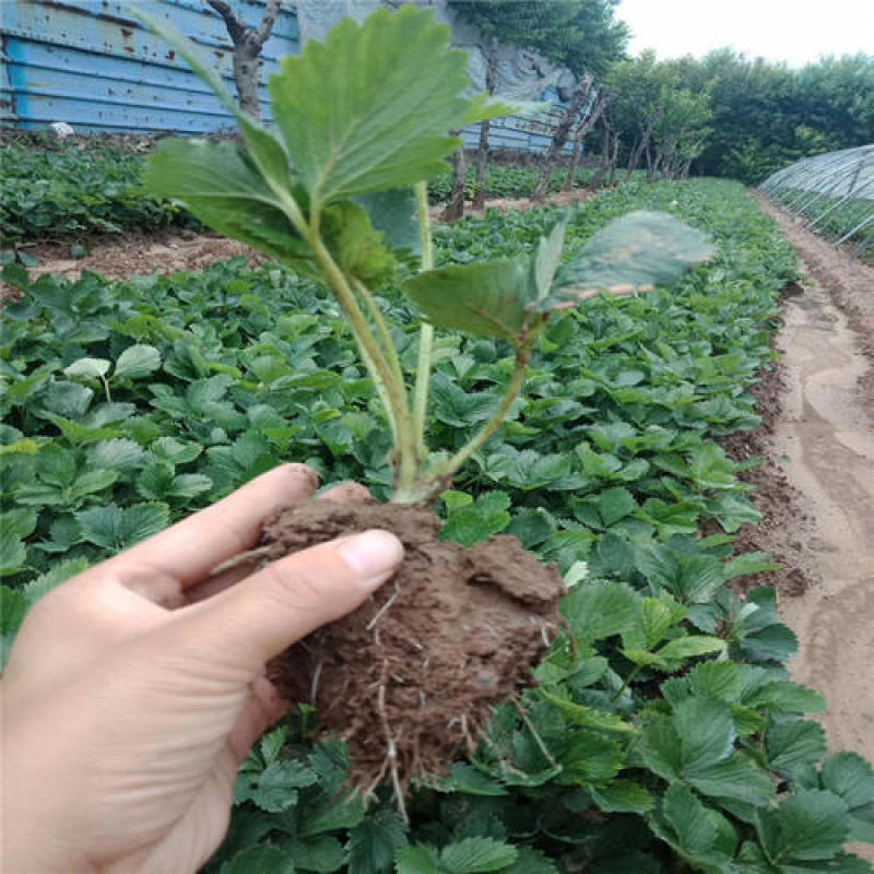 四季草莓苗南北方当年结果树苗红颜奶油章姬草莓苗种植