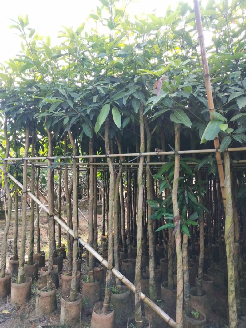 广东精品供应米径4-10公分绿化芒果，直生芒果量大价优