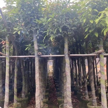 广东精品供应米径4-10公分绿化芒果，直生芒果量大价优