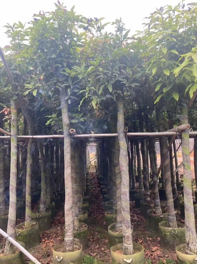 广东精品供应米径4-10公分绿化芒果，直生芒果量大价优