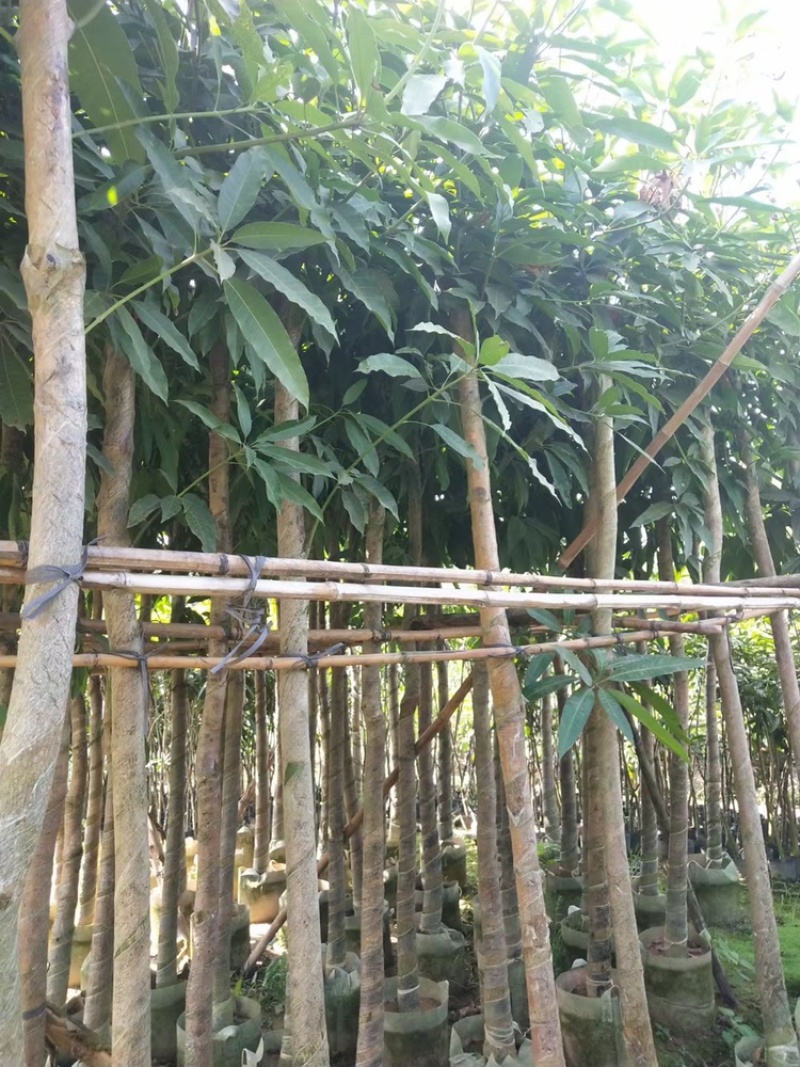 广东精品供应米径4-10公分绿化芒果，直生芒果量大价优