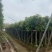 广东精品供应米径4-10公分绿化芒果，直生芒果量大价优