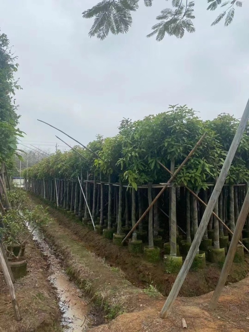 广东精品供应米径4-10公分绿化芒果，直生芒果量大价优