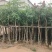 广东精品供应米径4-10公分绿化芒果，直生芒果量大价优
