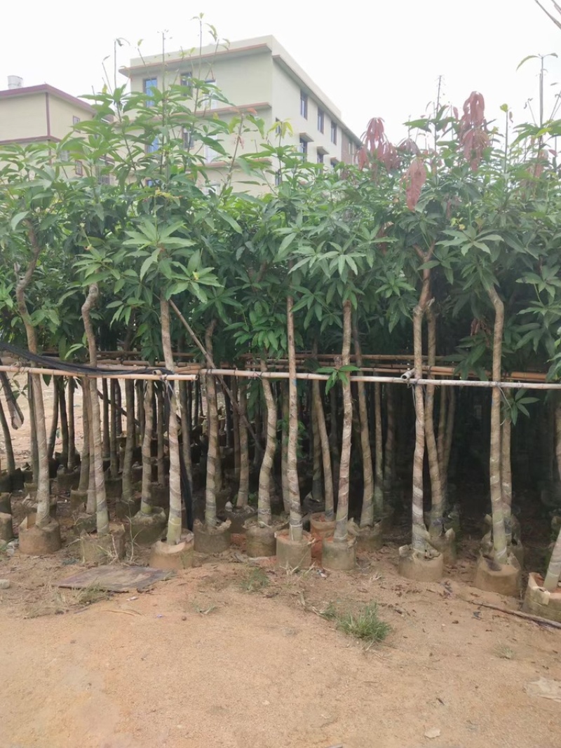 广东精品供应米径4-10公分绿化芒果，直生芒果量大价优