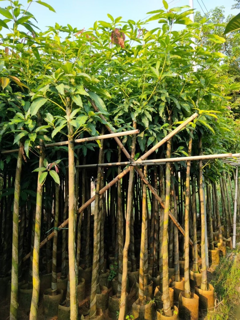 广东精品供应米径4-10公分绿化芒果，直生芒果量大价优