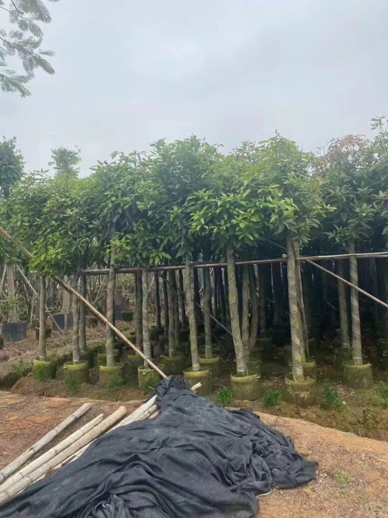 广东精品供应米径4-10公分绿化芒果，直生芒果量大价优