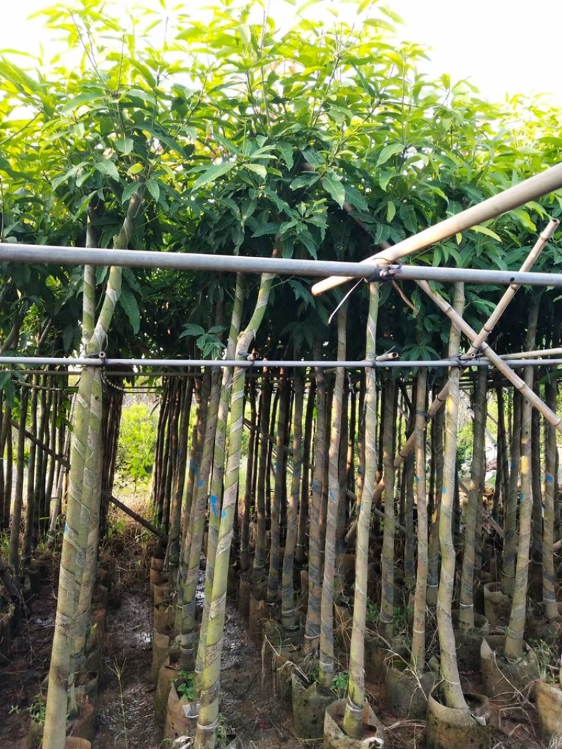 广东精品供应米径4-10公分绿化芒果，直生芒果量大价优