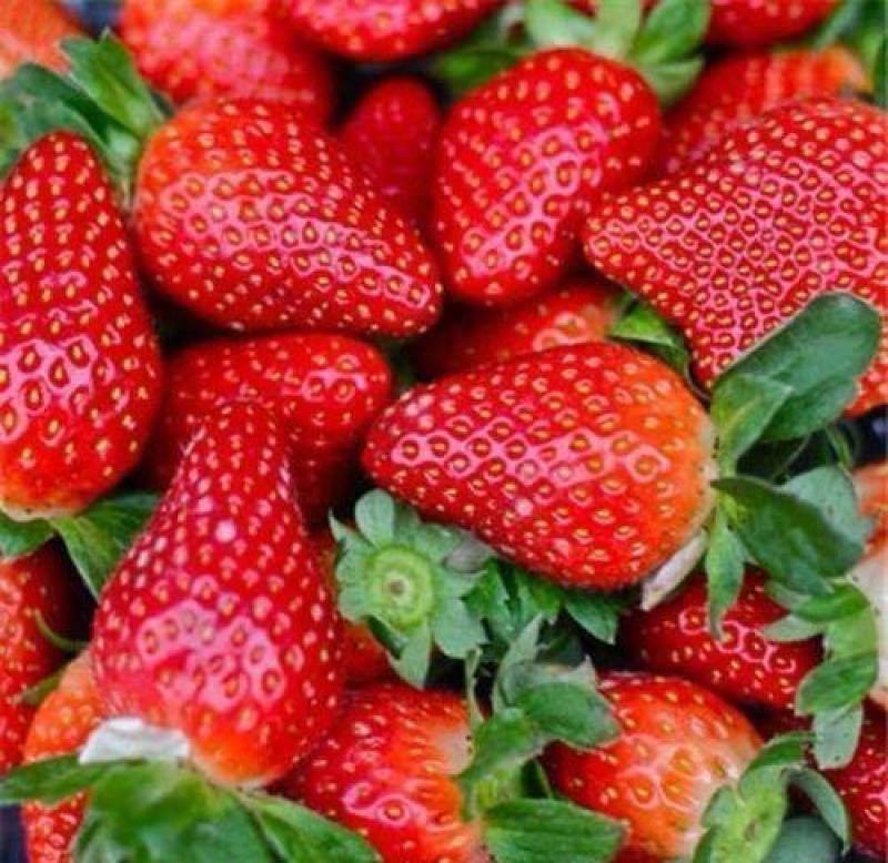 草莓种子四季结果好养易活室内外阳台蔬菜水果盆栽植物花种子