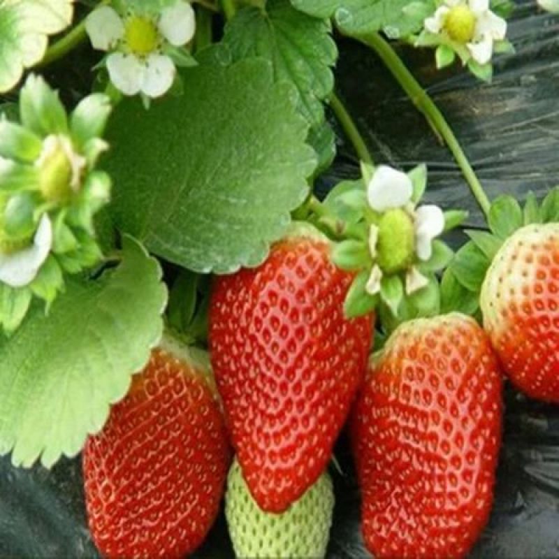 草莓种子四季结果好养易活室内外阳台蔬菜水果盆栽植物花种子