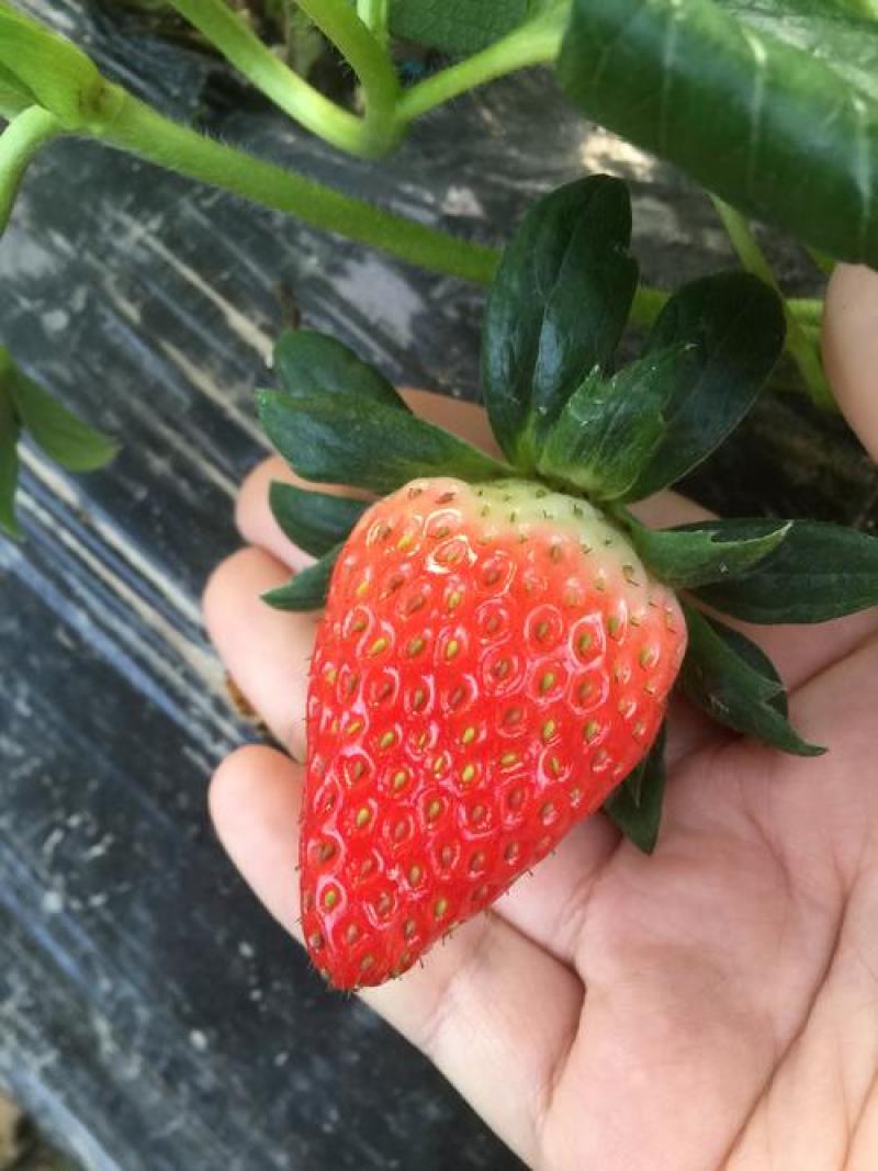 草莓种子四季结果好养易活室内外阳台蔬菜水果盆栽植物花种子