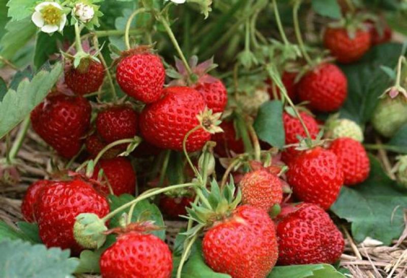草莓种子四季结果好养易活室内外阳台蔬菜水果盆栽植物花种子