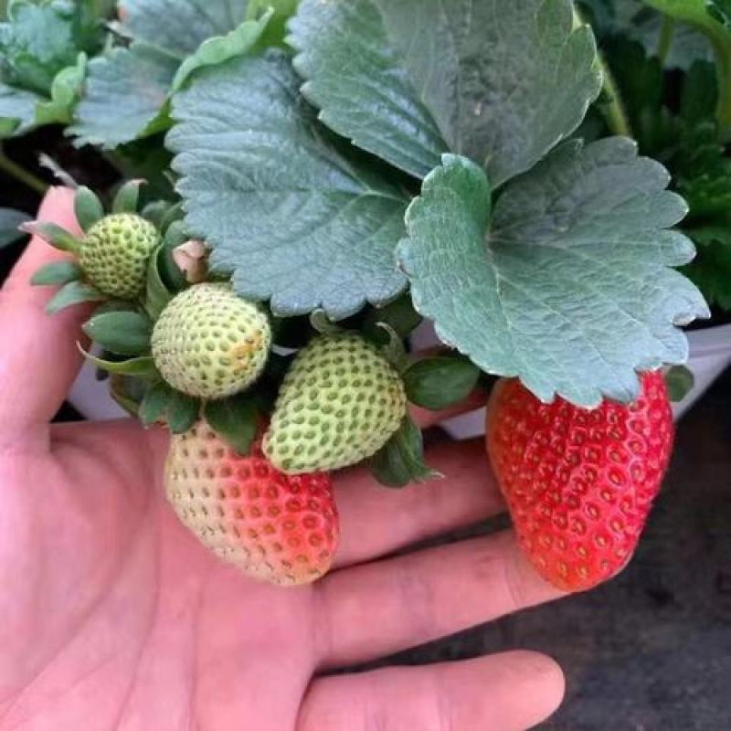 草莓种子四季结果好养易活室内外阳台蔬菜水果盆栽植物花种子