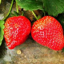 草莓种子四季结果好养易活室内外阳台蔬菜水果盆栽植物花种子