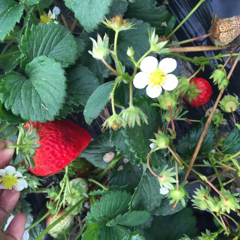 草莓种子四季结果好养易活室内外阳台蔬菜水果盆栽植物花种子