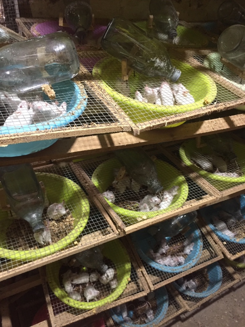 优质小白鼠种出售，可送货上门，欢迎大家关注联系我。